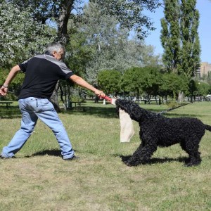 Тряпка для мотивации черного терьера